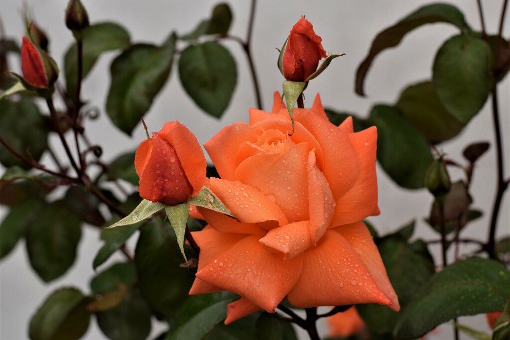 raindrops on roses by christophercox