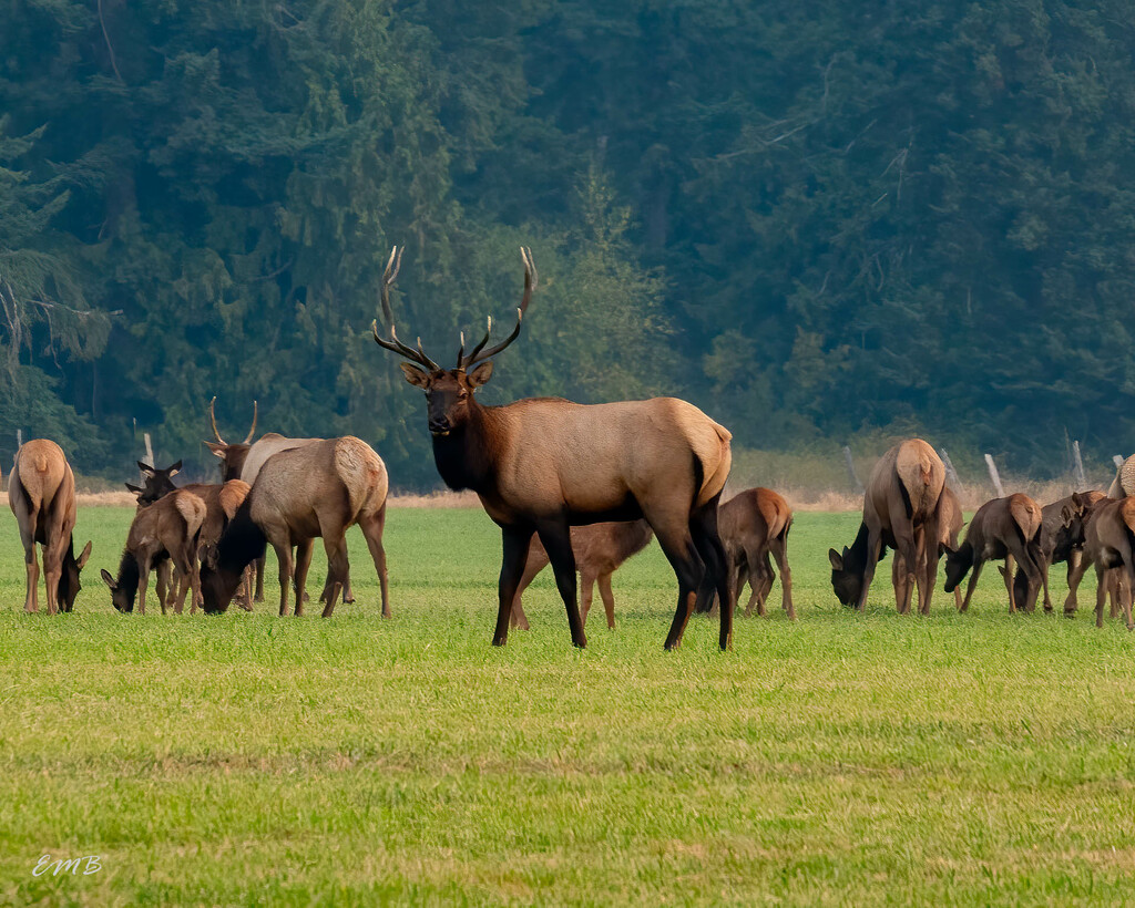 The King of the Herd by theredcamera