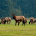 The King of the Herd by theredcamera