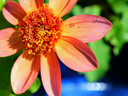 21st Aug 2023 - Pinkie Orange flower.......853