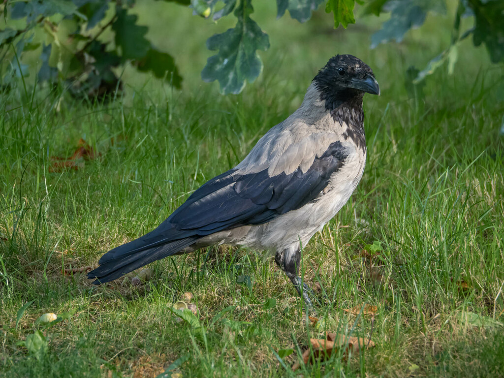 The hooded crow  by haskar