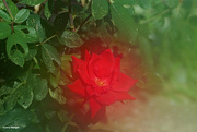 21st Aug 2023 - Red rose