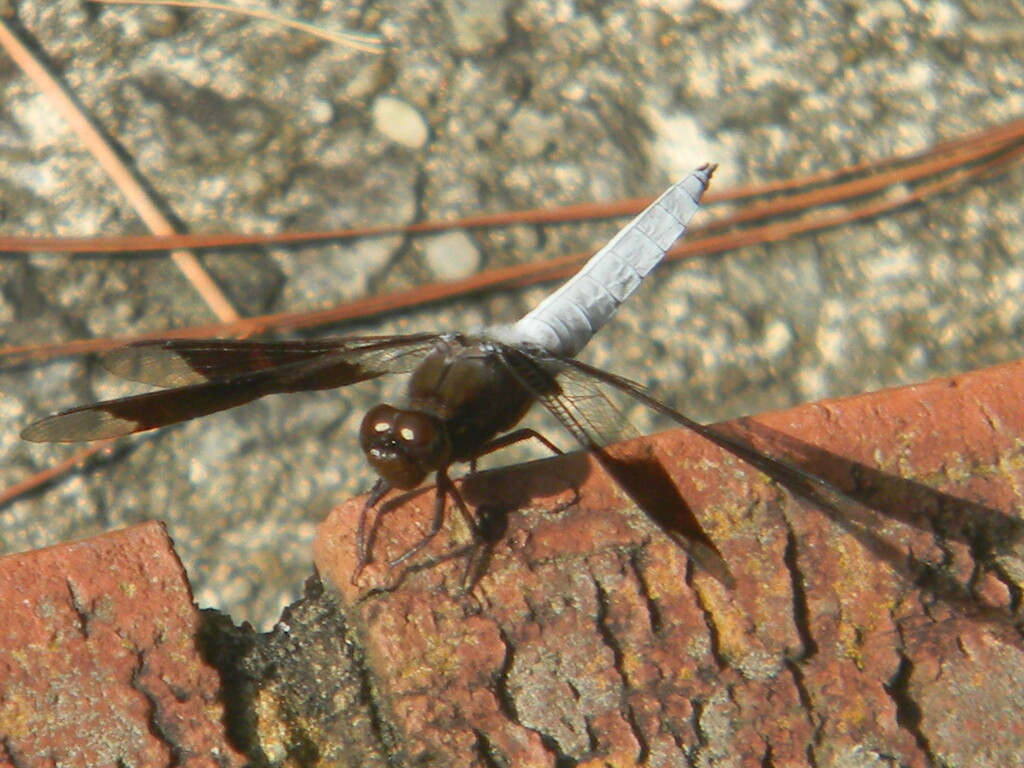 Dragonfly on Step  by sfeldphotos