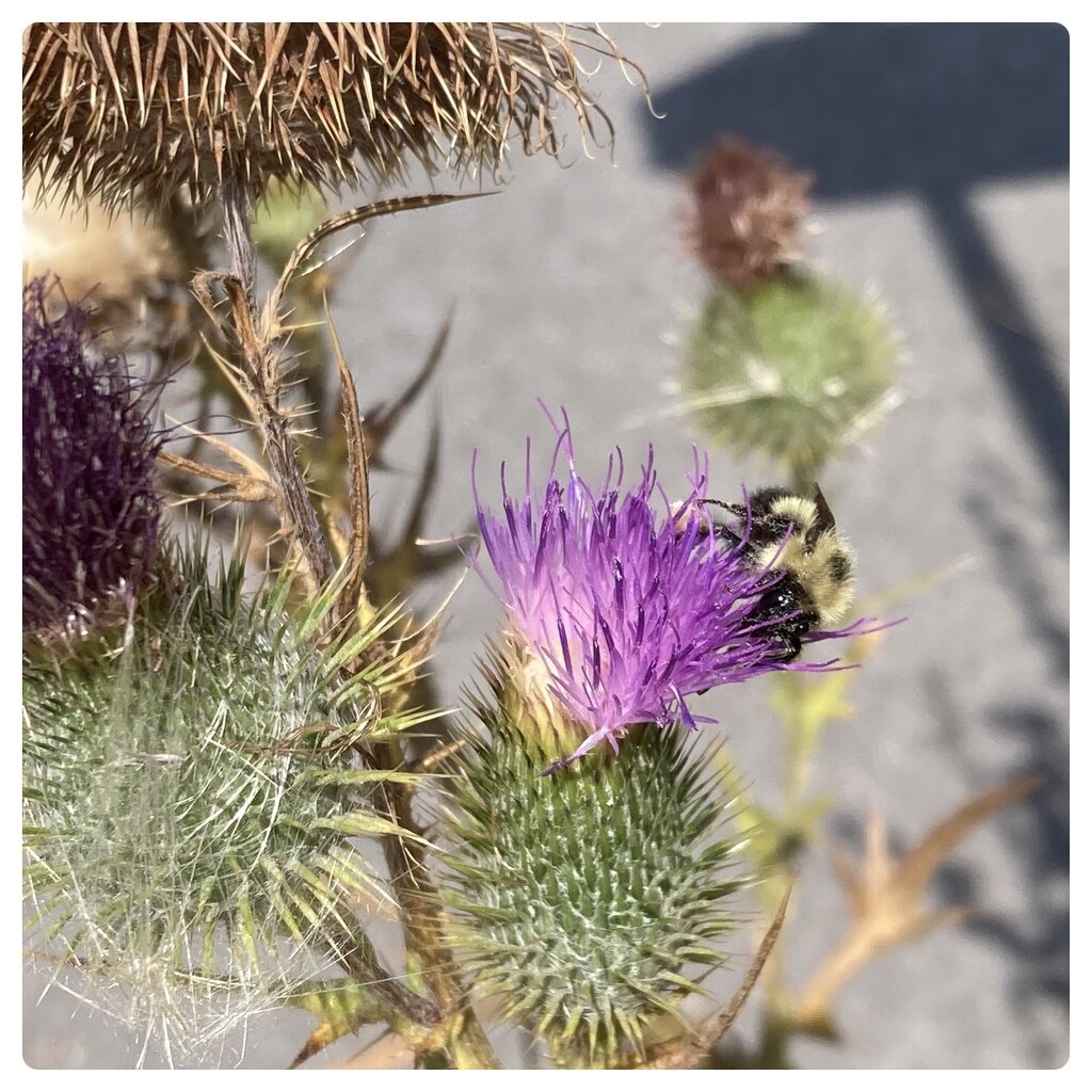 Thistle with Bee by spanishliz