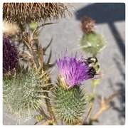 21st Aug 2023 - Thistle with Bee