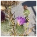 Thistle with Bee by spanishliz
