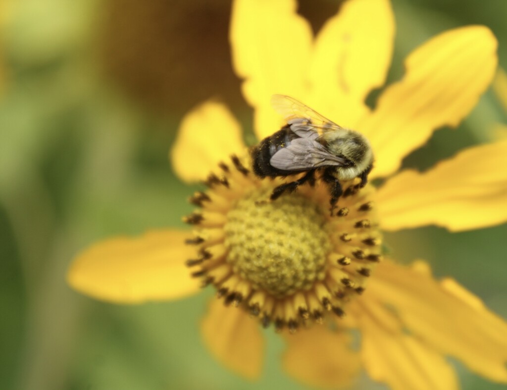 Bees and rudbeckia by mltrotter