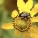 Bees and rudbeckia by mltrotter