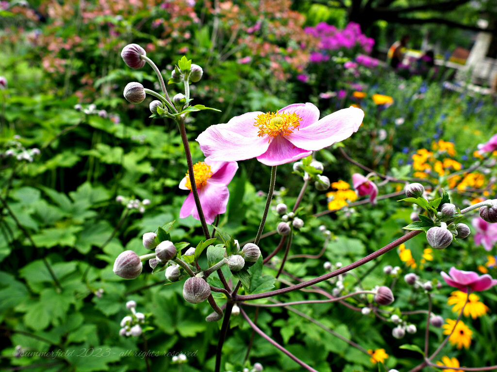 japanese anemone by summerfield