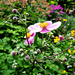 japanese anemone by summerfield
