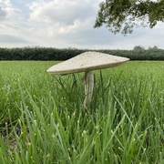 21st Aug 2023 - A flying saucer landed in our yard…or is it 