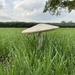 A flying saucer landed in our yard…or is it  by illinilass