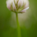 Layin' on the ground with lensbaby by jackies365