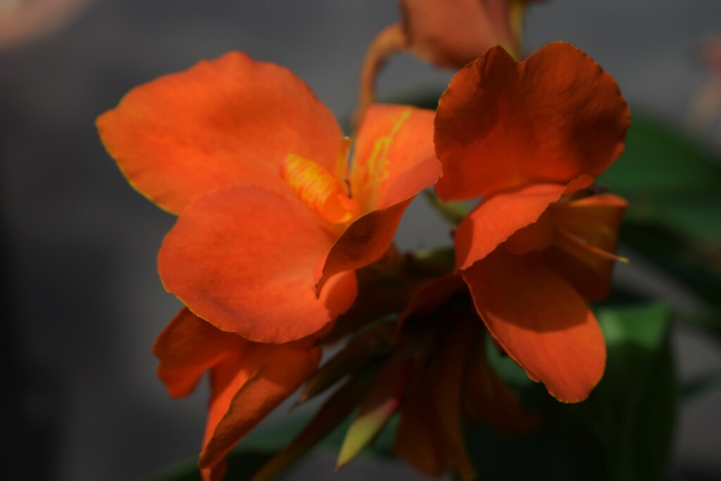 Aug 19 Canna Lily by sandlily