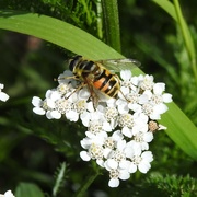 9th Aug 2023 - Bee on Yarrow