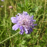 9th Aug 2023 - Meadow Scabious