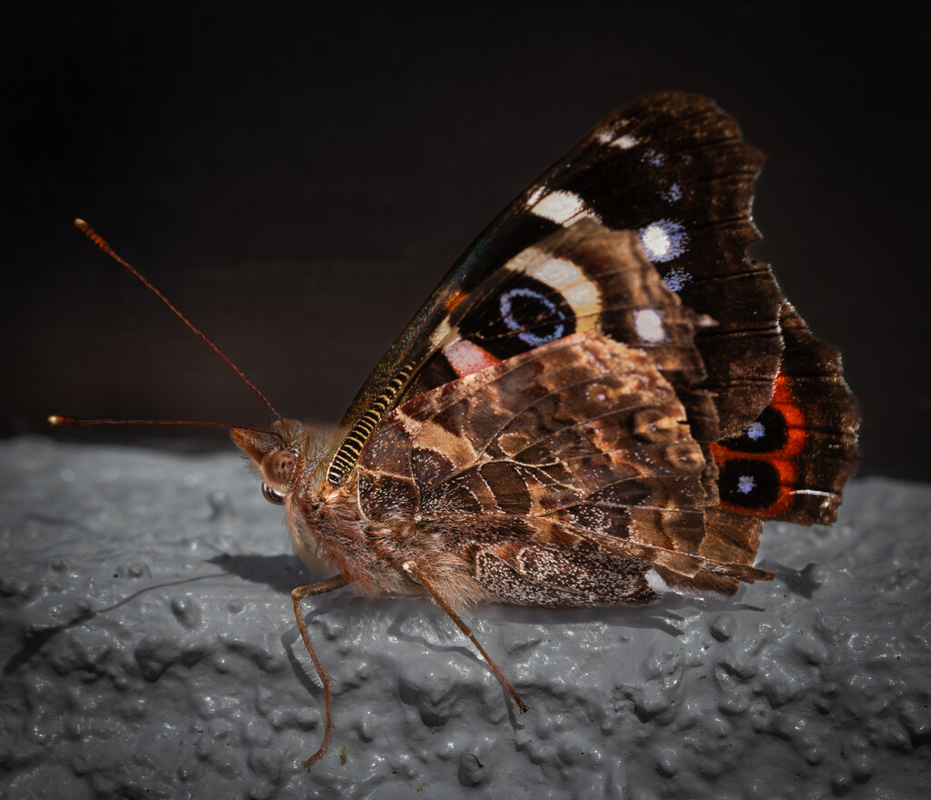Red Admiral Butterfly by 365projectclmutlow