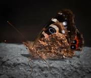 22nd Aug 2023 - Red Admiral Butterfly