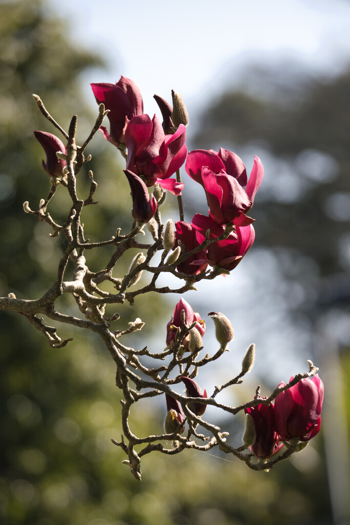 Magnolia by dkbarnett