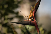 22nd Aug 2023 - Bird of Paradise with bee
