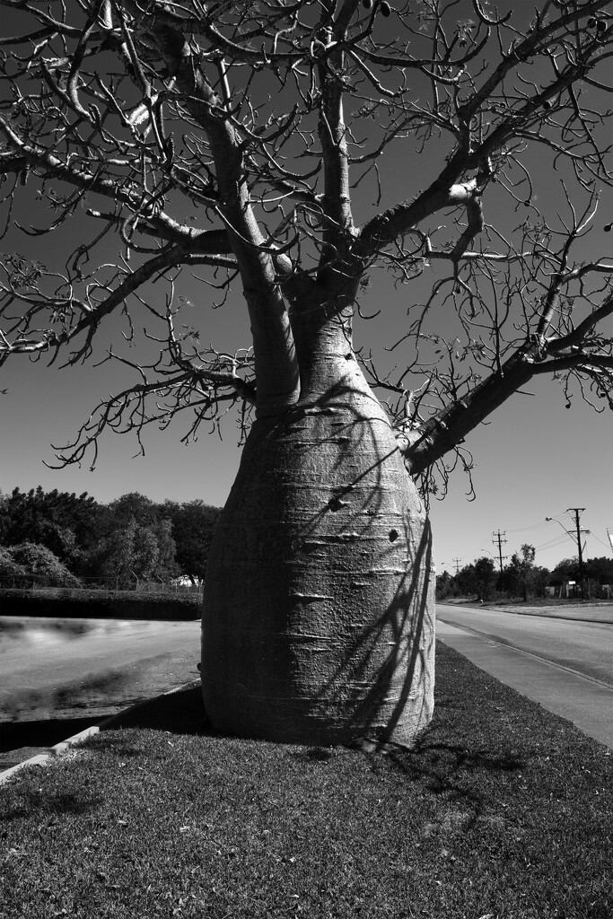 Boab tree in Broome by dkbarnett