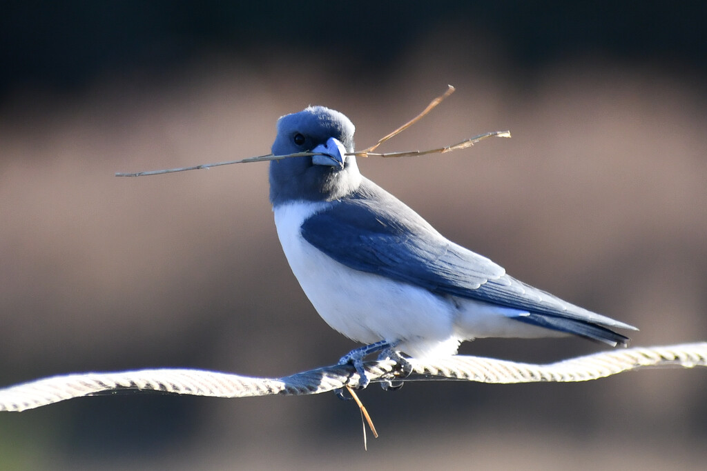 White Breasted Wood Swallow  by nannasgotitgoingon