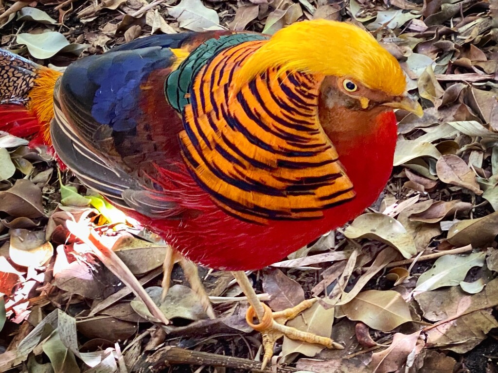 Golden pheasant originally from China but seems to have migrated to many countries including my own Australia.  by johnfalconer