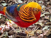 21st Aug 2023 - Golden pheasant originally from China but seems to have migrated to many countries including my own Australia. 
