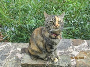 22nd Aug 2023 - Tabby cat sitting attentively on the wall.