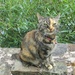 Tabby cat sitting attentively on the wall. by grace55
