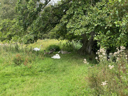 22nd Aug 2023 - Resting in the Shade