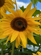 21st Aug 2023 - Sunflower