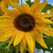 Sunflower by 365projectmaxine