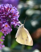 22nd Aug 2023 - Small White Butterfly
