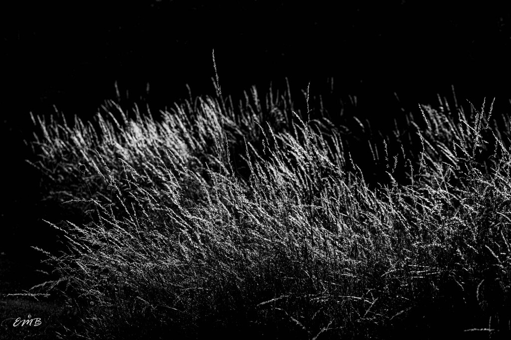 Grass seeds in evening light by theredcamera