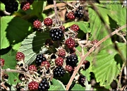 22nd Aug 2023 - Juicy blackberries