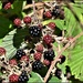 Juicy blackberries by rosiekind