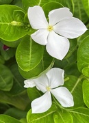 21st Aug 2023 - Aug 21 White Vinca