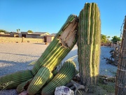 22nd Aug 2023 - Saguaro Cactus