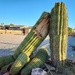 Saguaro Cactus by stownsend