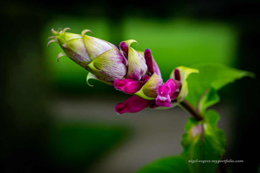 Unknown flower bud by nigelrogers