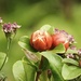 Pomegranate Flowers by susiemc