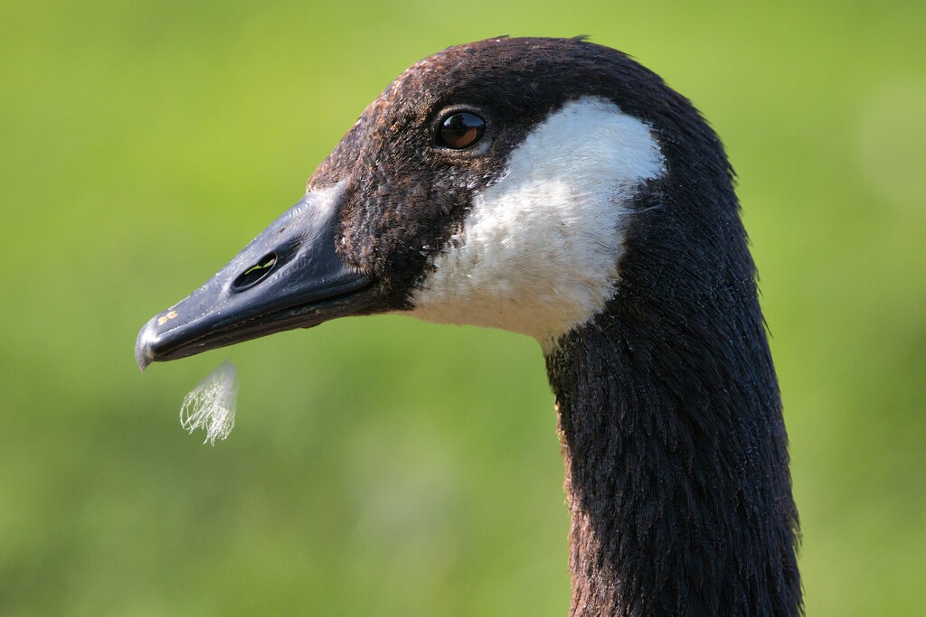 A portrait of a Canada goose. by okvalle
