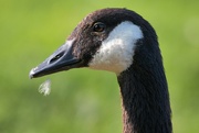 22nd Aug 2023 - A portrait of a Canada goose.