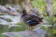 22nd Aug 2023 - Mallard