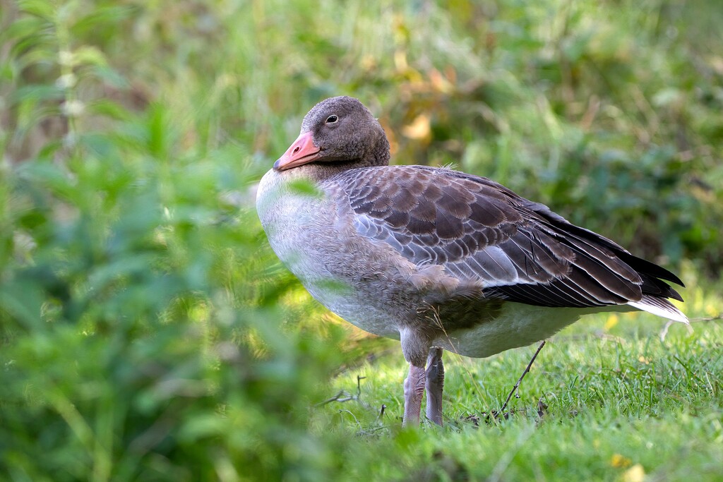 Graylag goose by okvalle