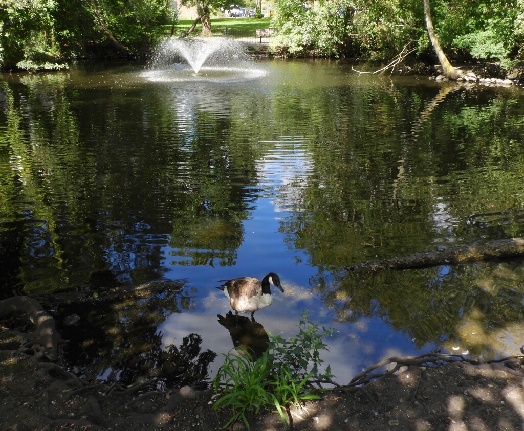 Urban pond by tiaj1402