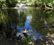 22nd Aug 2023 - Urban pond