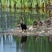 13th Aug 2023 - Cormorant and Ducks