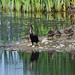 Cormorant and Ducks by bjywamer